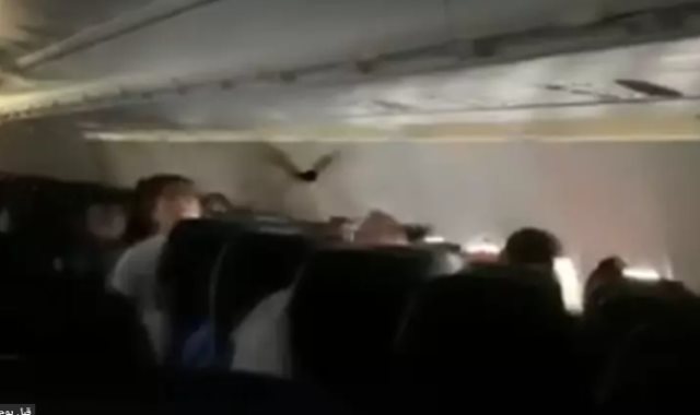 خفاش يثير الرعب على متن طائرة ركاب أمريكية