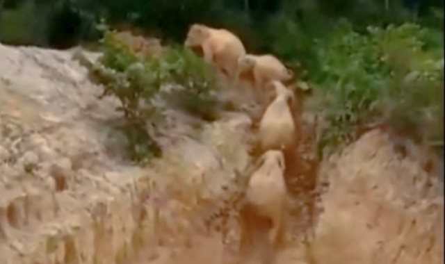 إنقاذ خمسة فيلة بعد سقوطها داخل حفرة فى ماليزيا