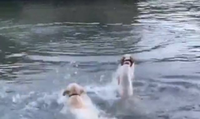 الكلاب تستمتع بالماء