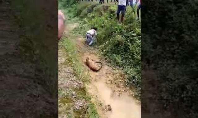 نمر يهاجم رجلا في غرب البنغال
