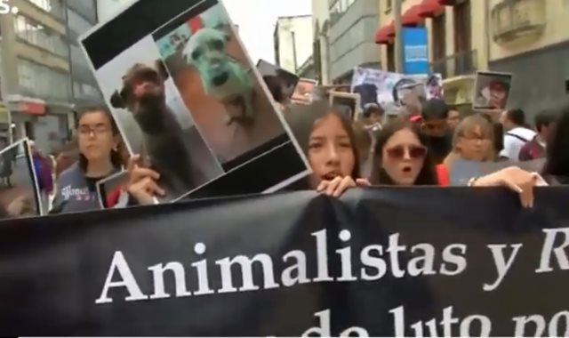  احتجاجات في كولومبيا للمطالبة بحماية الحيوانات الأليفة