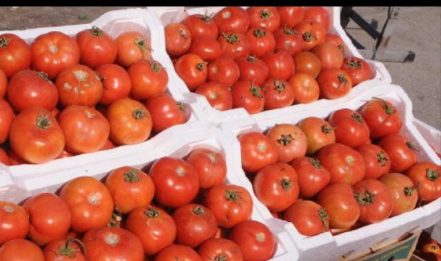  الطماطم - صورة أرشيفية