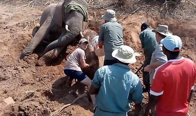 جانب من عملية إنقاذ الفيل