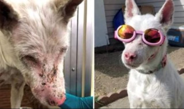 كلب يرتدى نظارة للوقاية من أشعة الشمس
