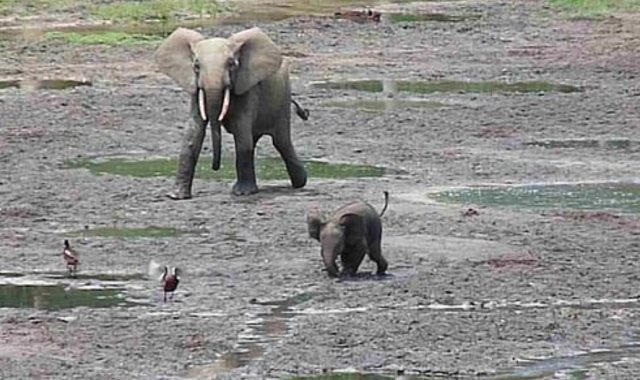 فيل صغير يطارد مجموعة من الطيور