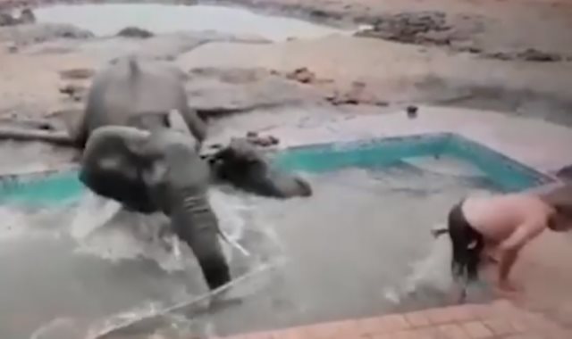فيل يهاجم شابين