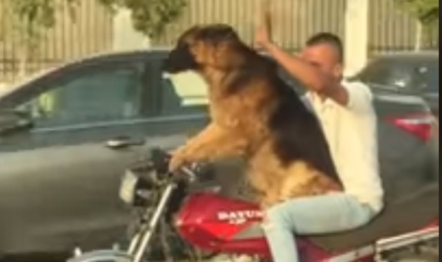 الكلب أثناء قيادة الدراجة البخارية