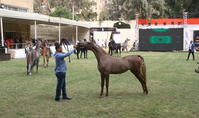  انطلاق مهرجان الخيول العربية