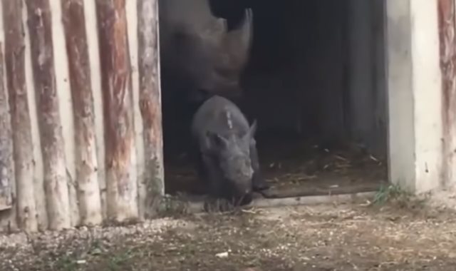صغير وحيد القرن