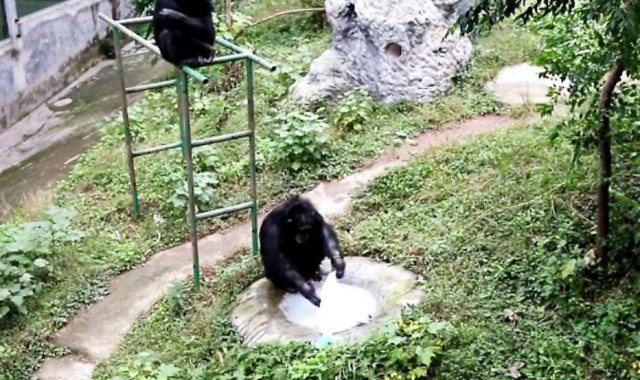 الشمبانزي يغسل الملابس