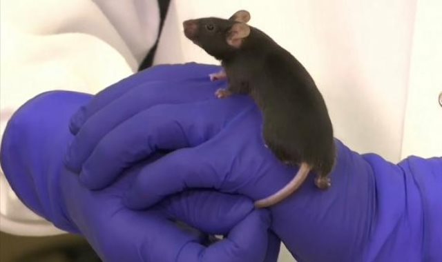 الفئران في ناسا