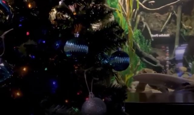 السمكة تضيء شجرة عيد الميلاد