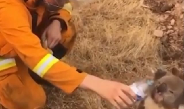 رجل إطفاء يسقى الكوالا