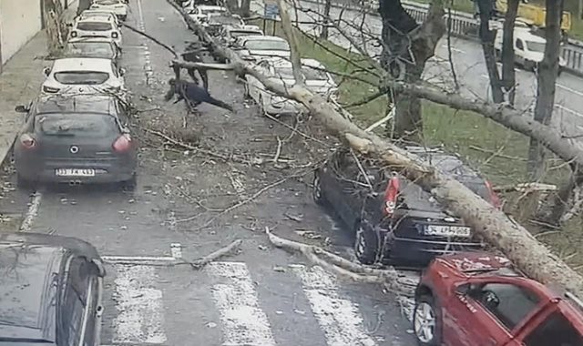 سقوط شجرة عملاقة على 3 مواطنين وسيارة فى تركيا