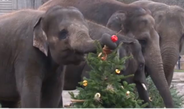 احتفال حديقة الحيوان فى برلين بعيد الميلاد