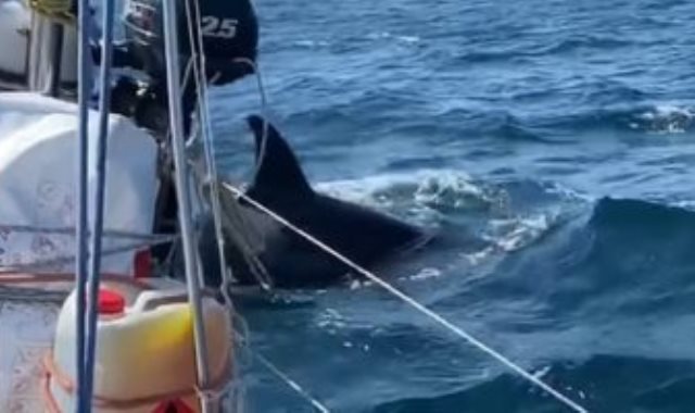 هجمات الحيتان القاتلة