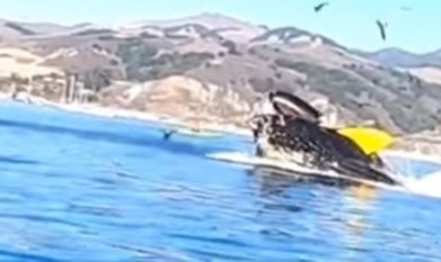 الحوت يبتلع القارب