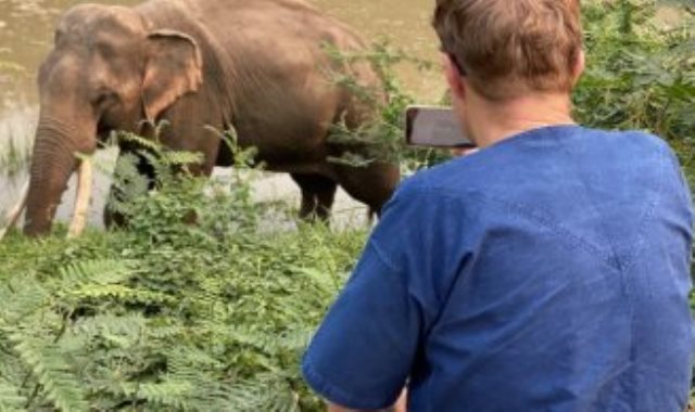 تايلند تتيح اجتماع افتراضى مع فيلة عملاقة
