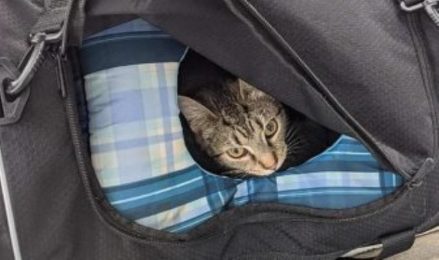 القطط داخل الحقيبة المشبوهة