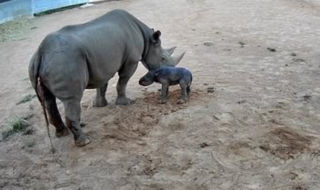 ولادة وحيد القرن الأسود النادر