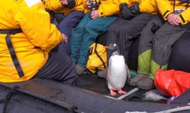 البطريق بداخل القارب