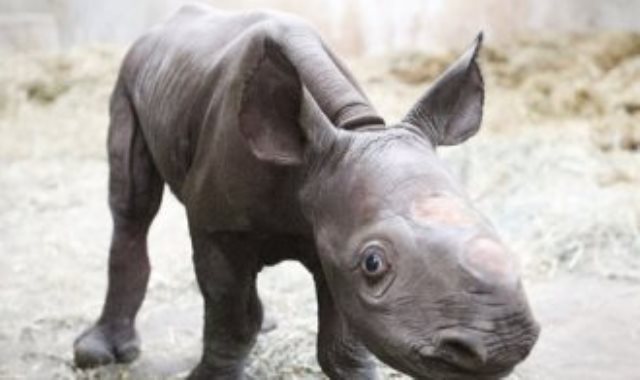 وحيد القرن ـ أرشيفية
