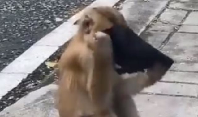 القرد يحاول ارتداء الكمامة
