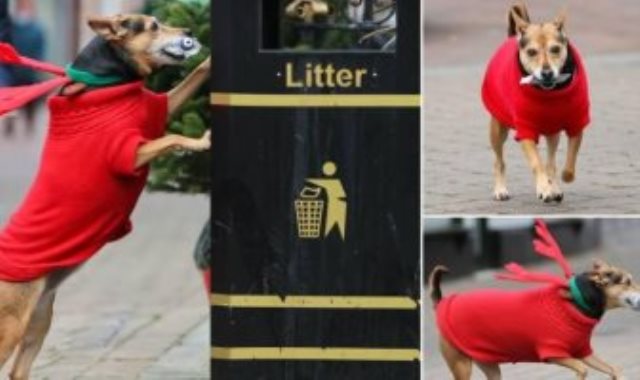 كلبة تنظف الشوارع