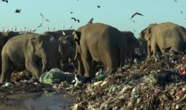 الأفيال تغزو مكبات النفاياتتغزو مكبات النفايات