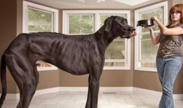 أطول كلب فى العالم
