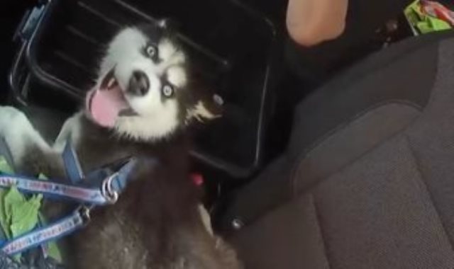 الكلب الهاسكى داخل السيارة