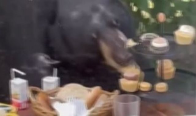 الدب ياكل الطعام
