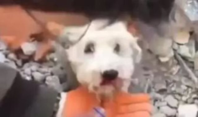 كلبة فى زلزال تركيا