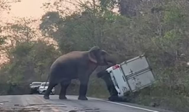 الفيل يقلب السيارة