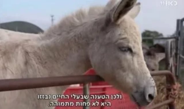 الحمير فى غزة الحمير فى غزة