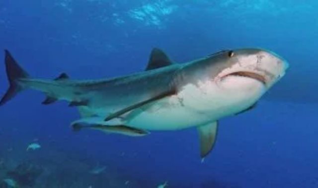 سمكة قرش ـ صورة أرشيفية