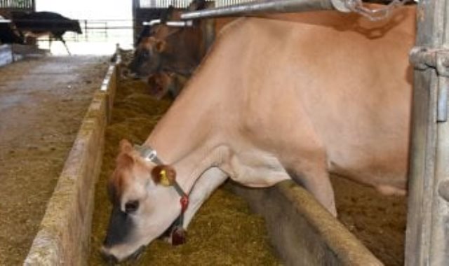 فيروس اللسان الأزرق يهدد أبقار أوروبا