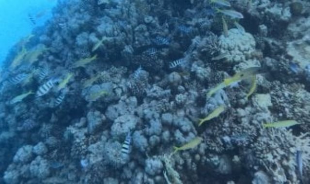 الحيد المرجاني العظيم بالبحر الأحمر