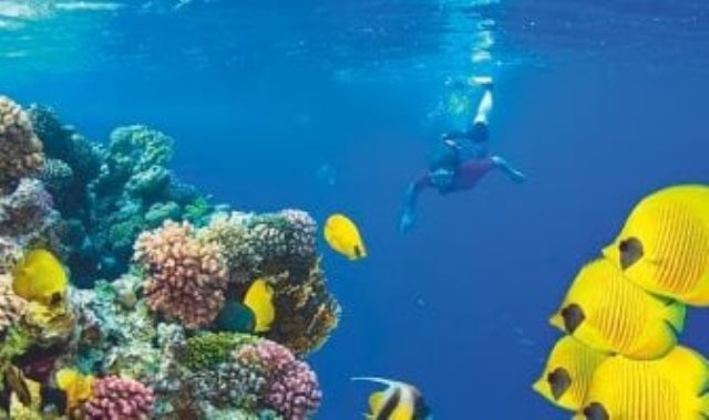 ديلى ميل تتغنى بمناخ مصر وتنصح بالغطس