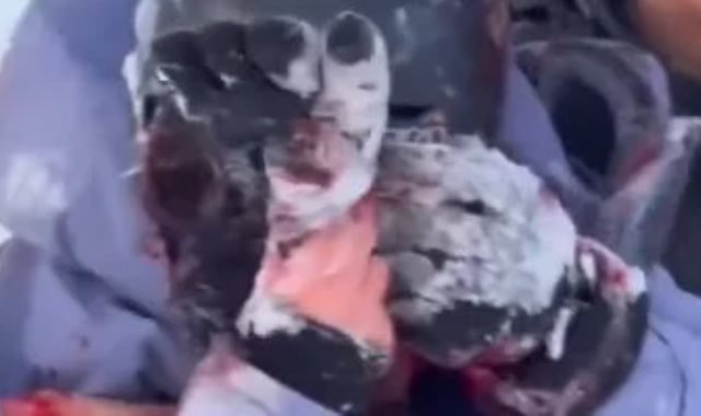 نمر ثلجى يهاجم سائحة