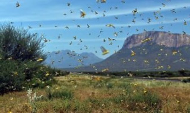 تحذيرات من تناقص أعداد الحشرات