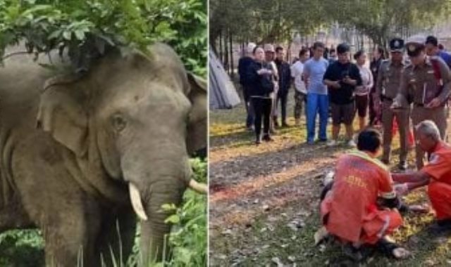 فيل يدهس سائح في تايلاند