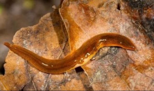 دودة أوروبا