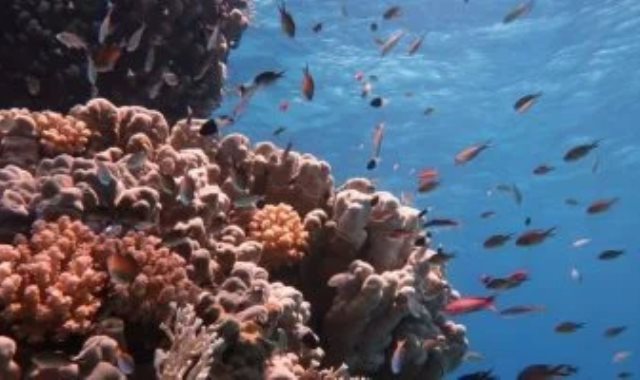 الشعاب المرجانية فى البحر الأحمر