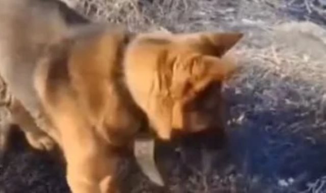 كلب وسط حرائق الجزائر