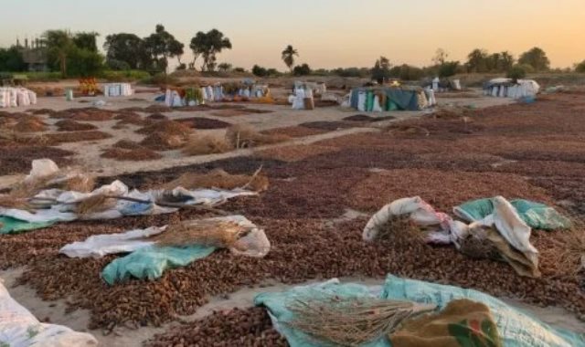 رحلة تجفيف البلح تحت أشعة الشمس لمدة 45 يومًا