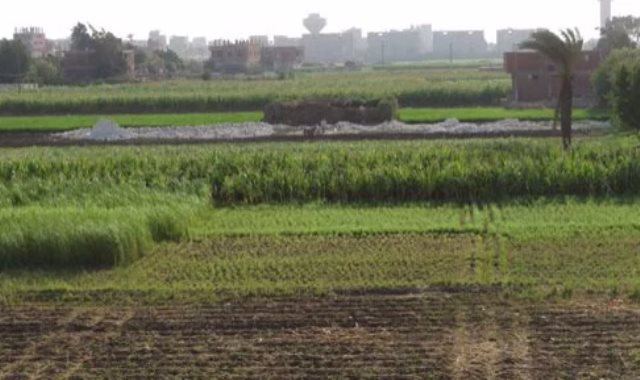 زراعة 3.7 مليون فدان قمح لتأمين المحاصيل الاستراتيجية
