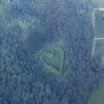 قلب من الأشجار