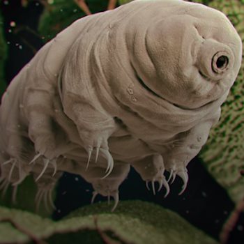 كائن التارديغرادا