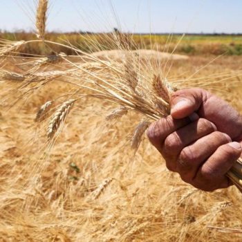 تجهيز 400 نقطة لاستلام القمح المحلى